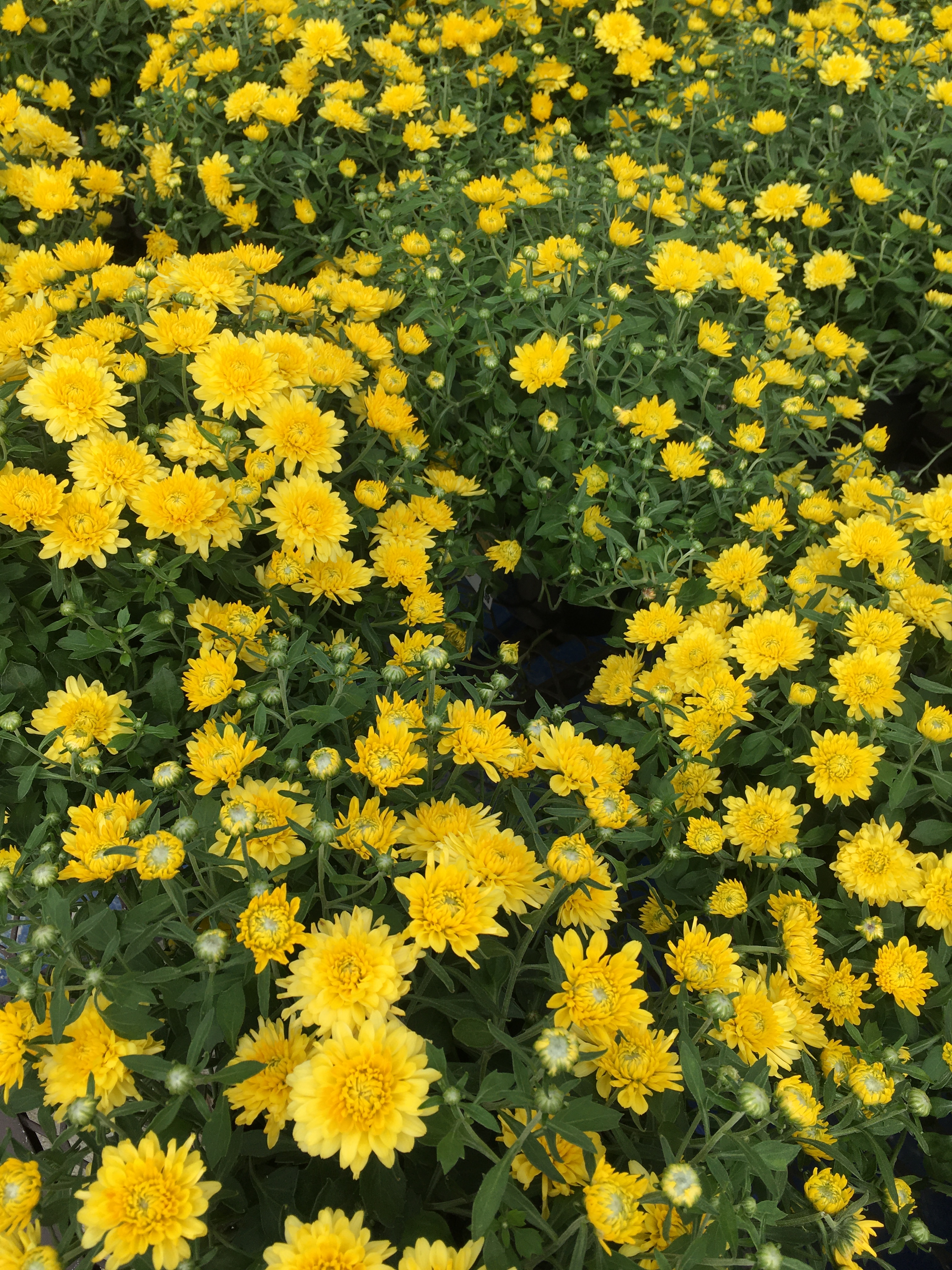 Chrysanthemums, yellow, IMG_7215